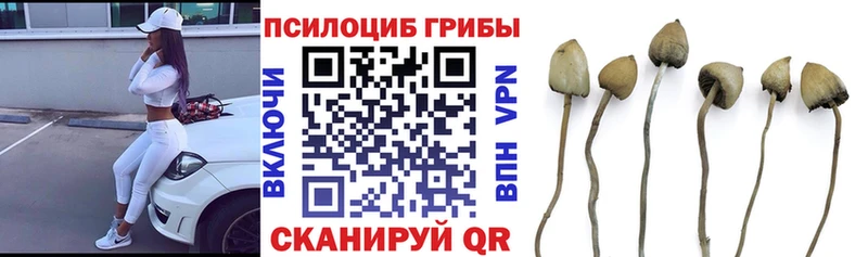 дарнет шоп  Плавск  MEGA   Галлюциногенные грибы Psilocybine cubensis 